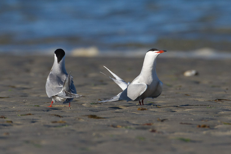 Canon EOS 7D - EF500mm f/4L IS USM