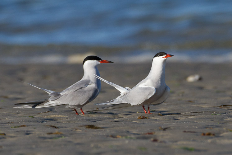 Canon EOS 7D - EF500mm f/4L IS USM