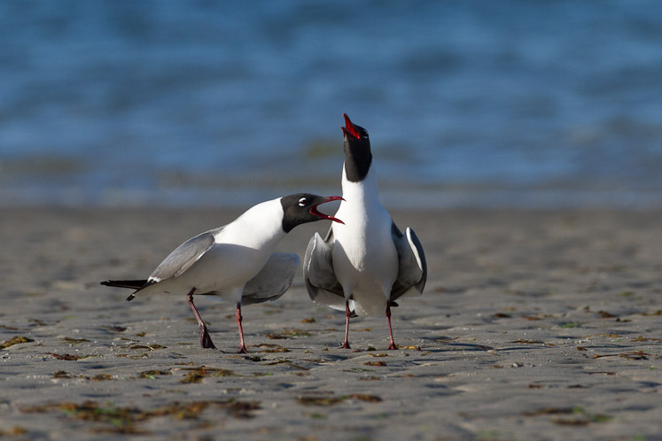 Canon EOS 7D - EF500mm f/4L IS USM