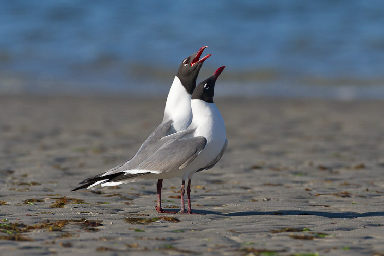 Canon EOS 7D - EF500mm f/4L IS USM