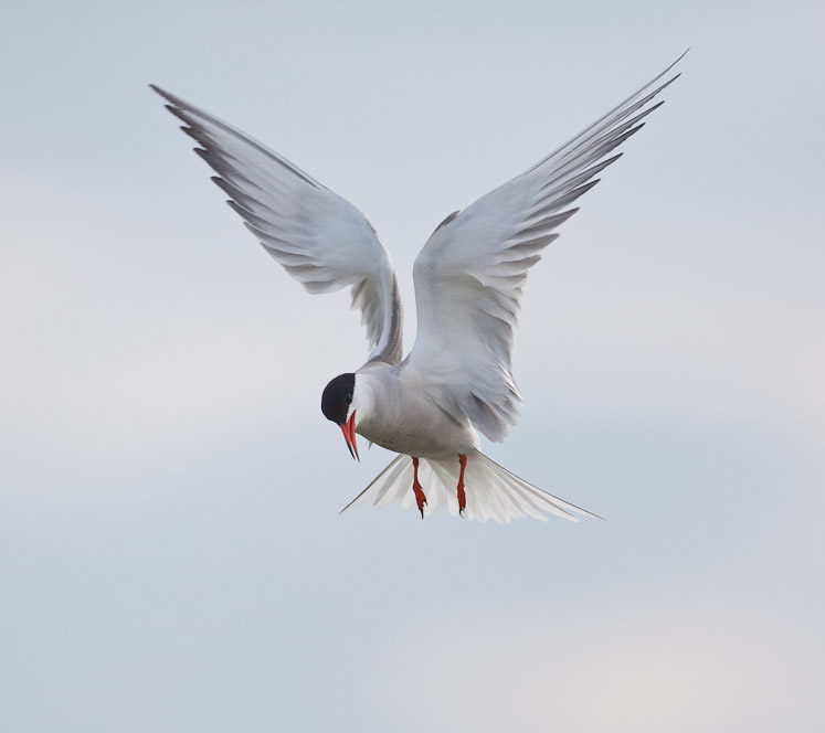 Canon EOS 5D Mark II - EF500mm f/4L IS USM