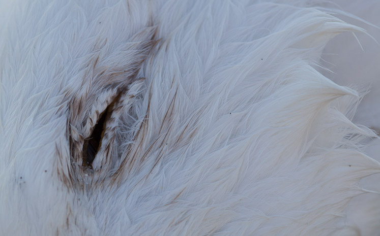 Canon EOS 5D Mark II - EF100mm f/2.8 Macro USM