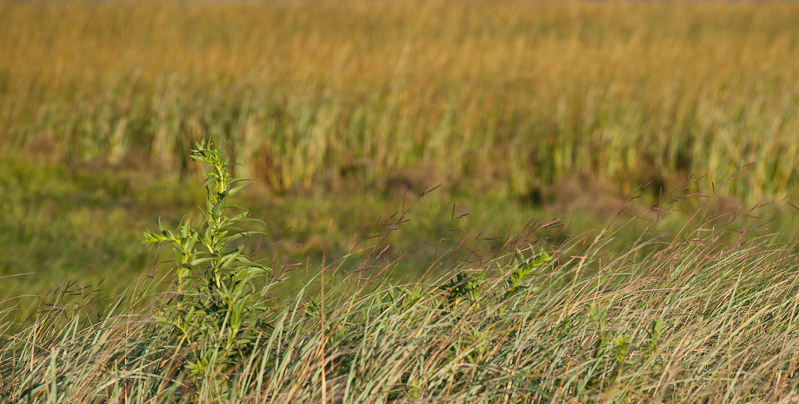 Canon EOS 5D Mark II - EF70-200mm f/4L USM