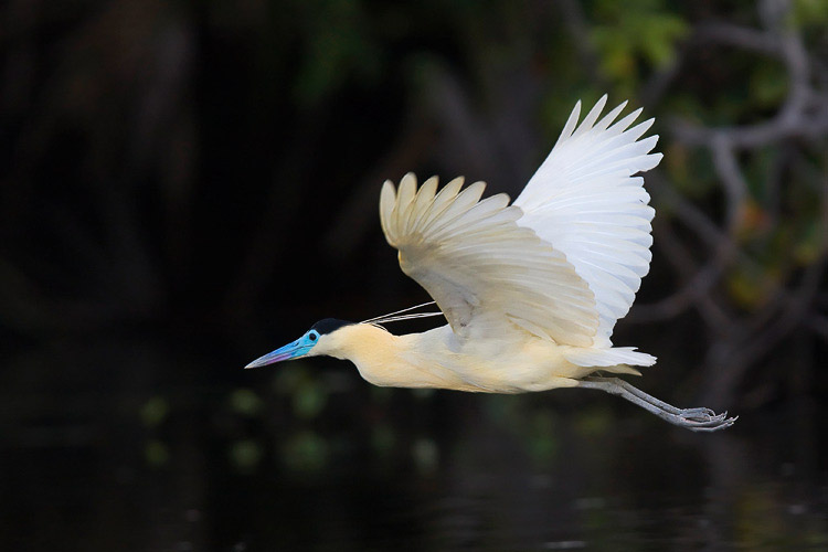 blackcappedheron