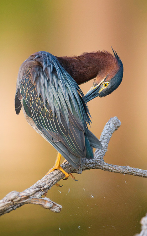 greenheron