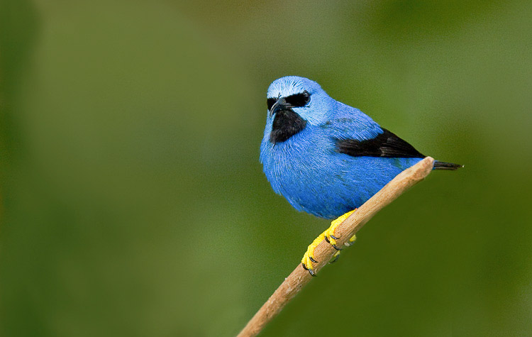 honeycreeper