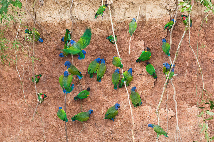 parrots