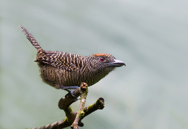 shrike
