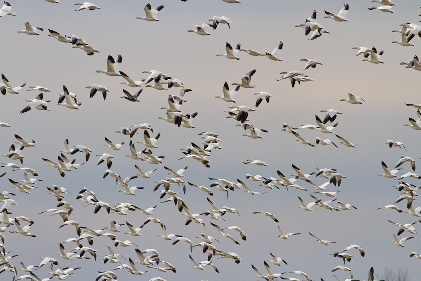 1/3200 sec at f / 6.3