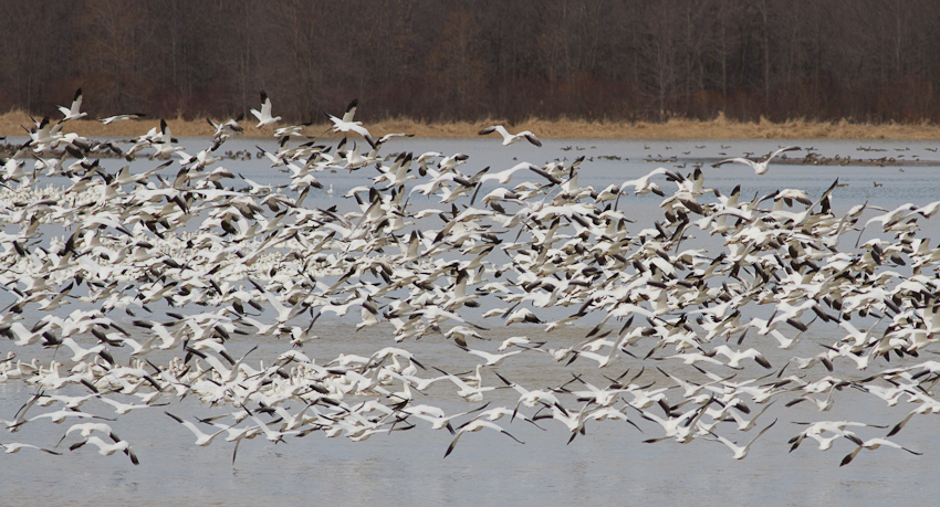 1/1250 sec at f / 6.3