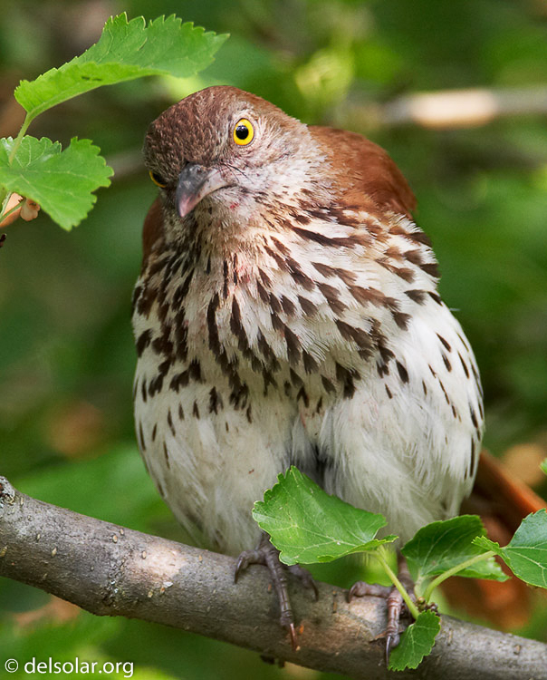 brownthrasher