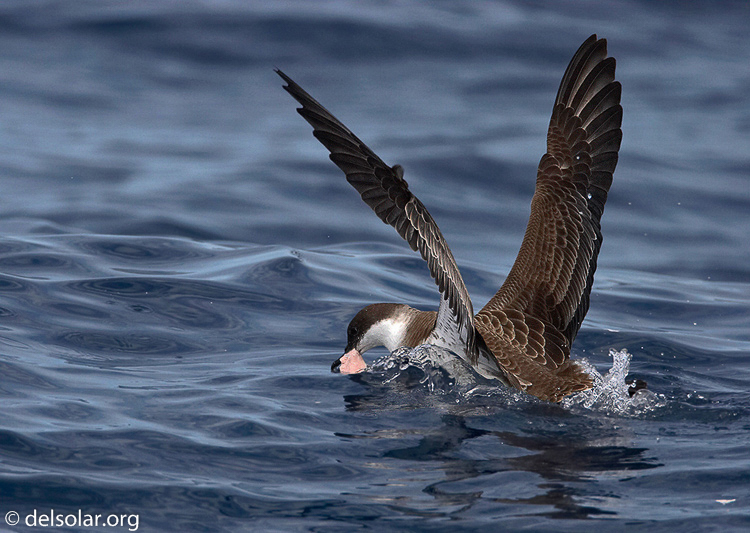 greatershearwater2