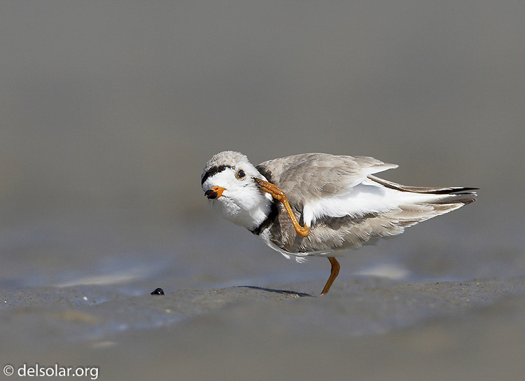 pipingplover04