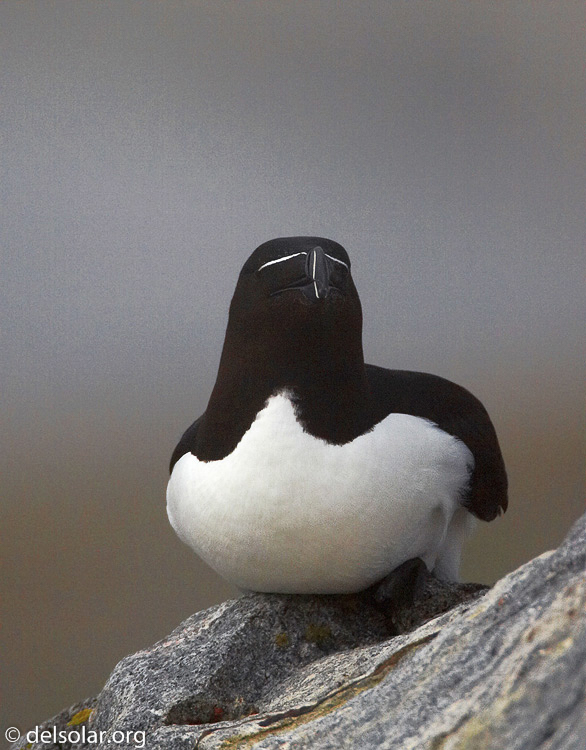 razorbill06