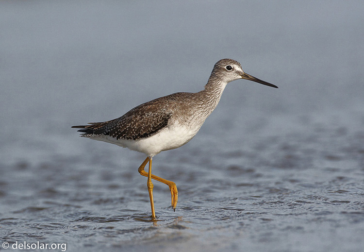 yellowlegs06