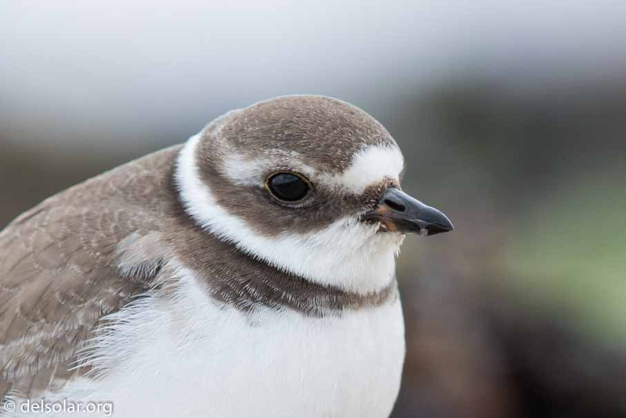 Canon EOS 7D Mark II  --  600 mm  --  EF600mm f/4L IS II USM  