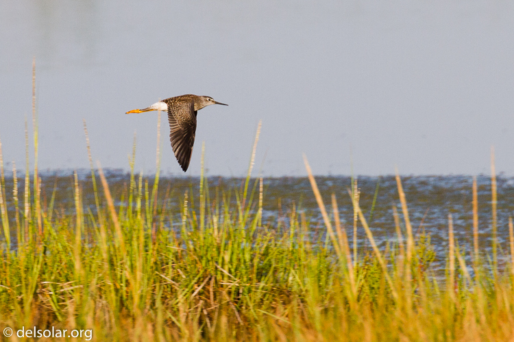 Canon EOS 7D  --  400 mm  --  EF100-400mm f/4.5-5.6L IS II USM  