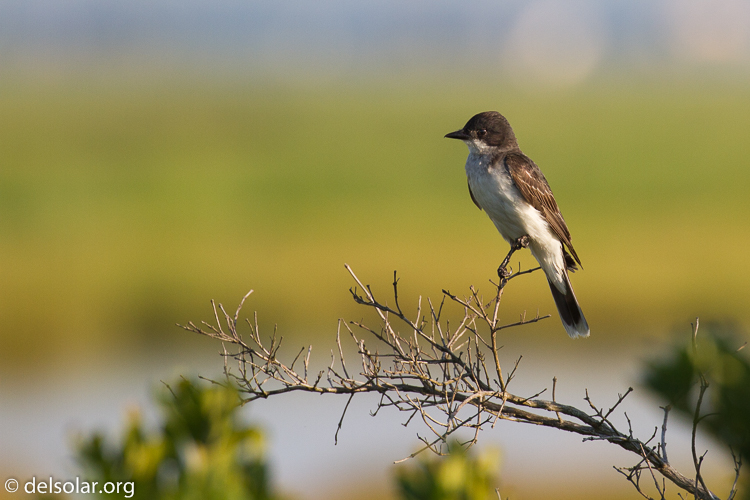 Canon EOS 7D  --  400 mm  --  EF100-400mm f/4.5-5.6L IS II USM  