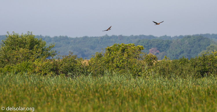 Canon EOS 7D  --  400 mm  --  EF100-400mm f/4.5-5.6L IS II USM  