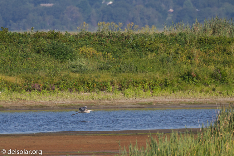 Canon EOS 7D  --  400 mm  --  EF100-400mm f/4.5-5.6L IS II USM  