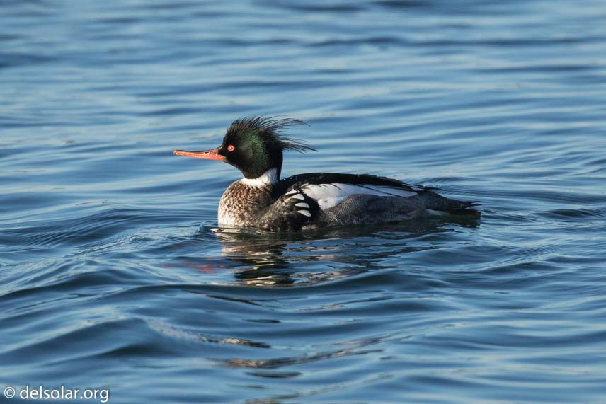 Canon EOS 7D Mark II  --  400 mm  --  EF100-400mm f/4.5-5.6L IS II USM  