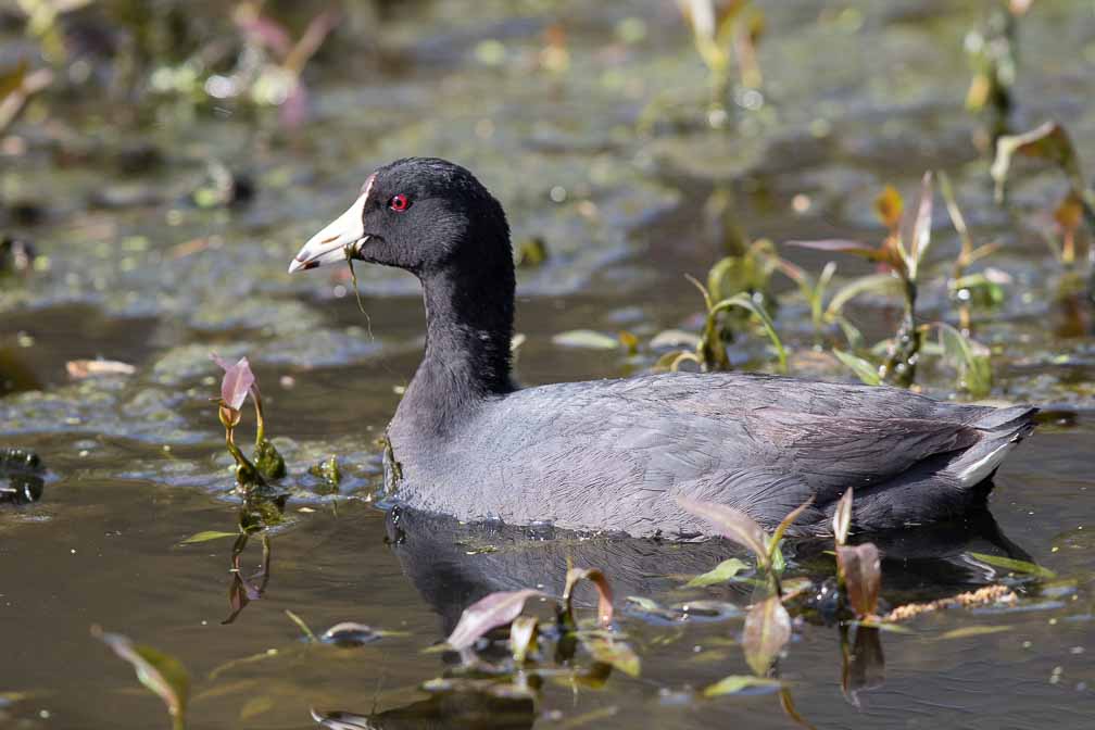 Canon EOS 7D Mark II  --  EF600mm f/4L IS II USM -- 1/1250 sec at f / 5.0 -- ISO 400 -- 1/3 EV -- 