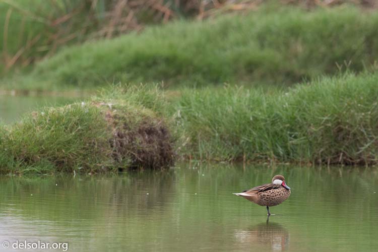 Canon EOS 5D Mark III  --  400 mm  --  EF100-400mm f/4.5-5.6L IS II USM  