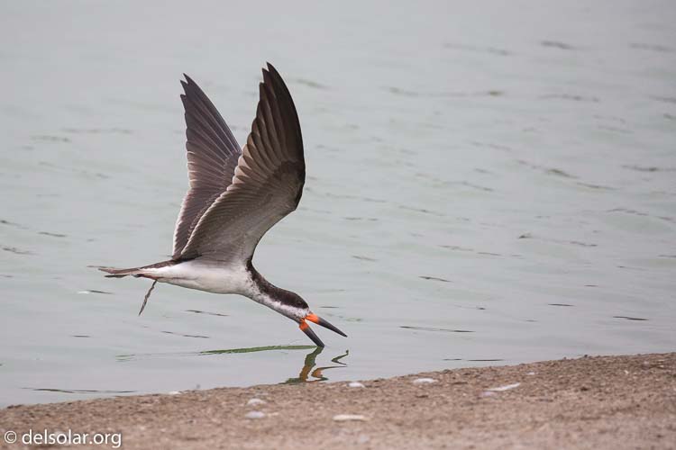 Canon EOS 5D Mark III  --  400 mm  --  EF100-400mm f/4.5-5.6L IS II USM  