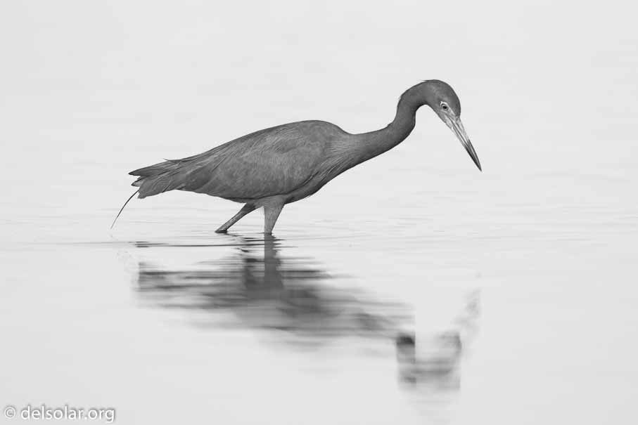 Canon EOS 7D Mark II  --  600 mm  --  EF600mm f/4L IS II USM  