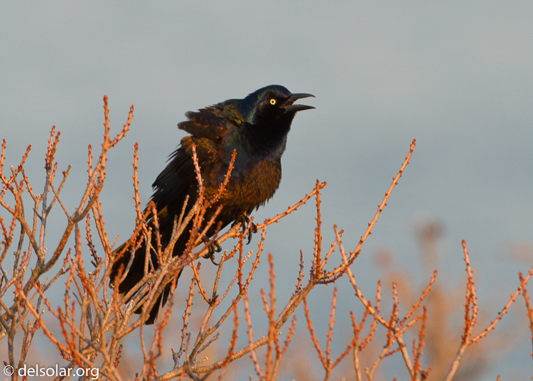 Canon EOS 7D  --  500 mm  --  EF500mm f/4L IS USM  