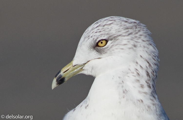 Canon EOS 7D  --  400 mm  --  EF400mm f/5.6L USM  