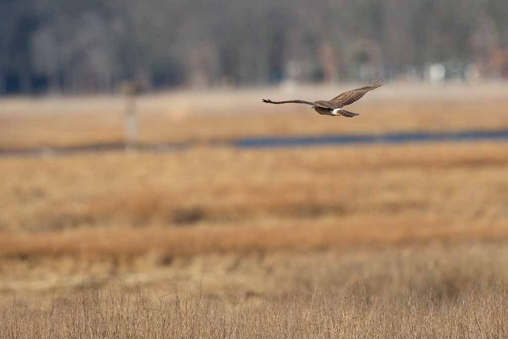 Canon EOS 5D Mark III  --  EF600mm f/4L IS II USM -- 1/2500 sec at f / 5.6 -- ISO 400 -- 0 EV -- 