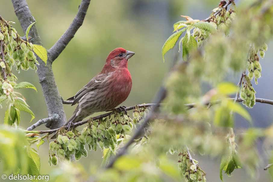 Canon EOS 7D Mark II  --  EF600mm f/4L IS II USM -- 1/1600 sec at f / 5.0 -- ISO 1600 -- 2/3 EV -- 