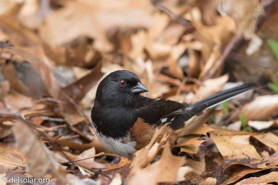 Canon EOS 7D Mark II  --  EF600mm f/4L IS II USM -- 1/2000 sec at f / 4.5 -- ISO 1600 -- 1/3 EV -- 