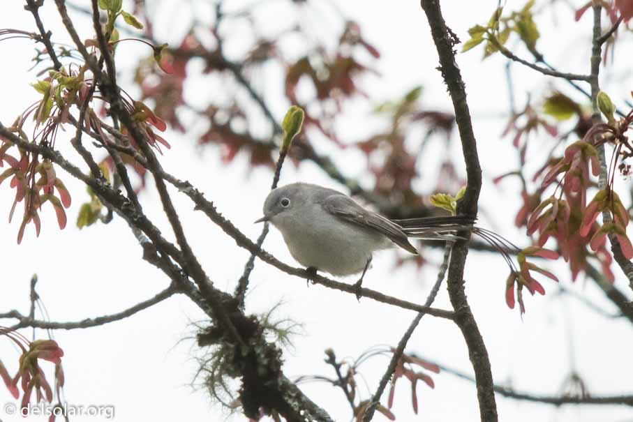 Canon EOS 7D Mark II  --  EF600mm f/4L IS II USM -- 1/8000 sec at f / 4.5 -- ISO 1600 -- 1 EV -- 