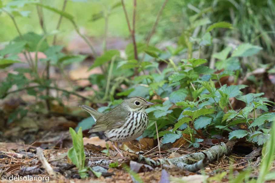 Canon EOS 7D Mark II  --  EF600mm f/4L IS II USM -- 1/500 sec at f / 5.0 -- ISO 1250 -- 0 EV -- 