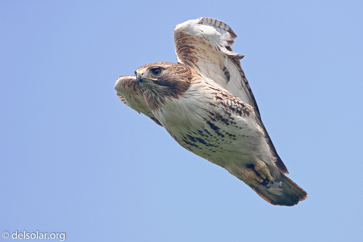 Canon EOS 5D Mark II  --  700 mm  --  EF500mm f/4L IS USM +1.4x  