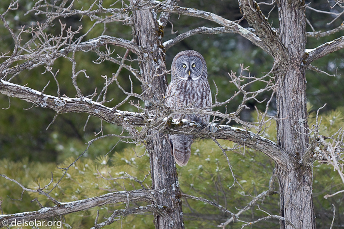 Canon EOS 5D Mark II  --  300 mm  --  EF300mm f/2.8L IS USM  