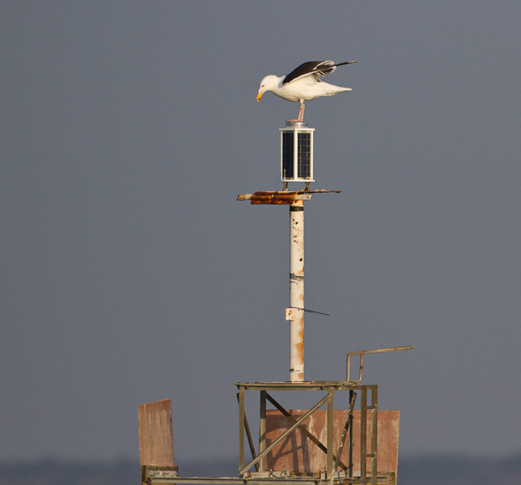 Canon EOS 7D - EF500mm f/4L IS USM