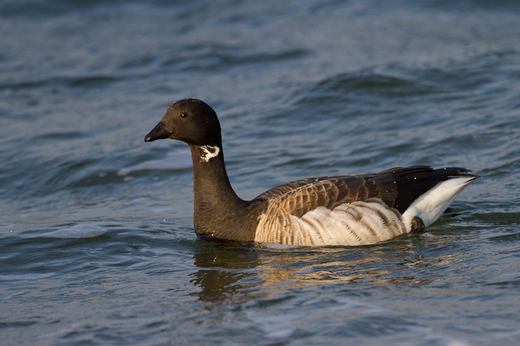 Canon EOS 7D - EF500mm f/4L IS USM