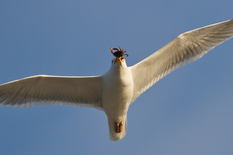 Canon EOS 7D - EF500mm f/4L IS USM