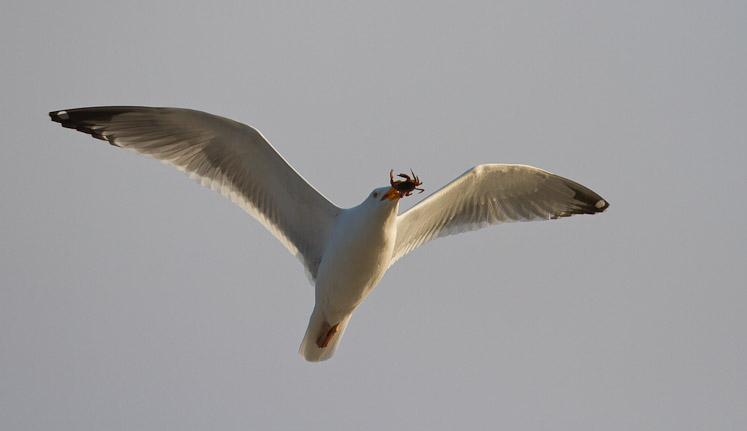 Canon EOS 7D - EF500mm f/4L IS USM