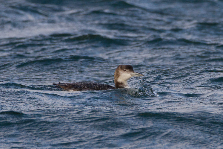 Canon EOS 7D - EF500mm f/4L IS USM