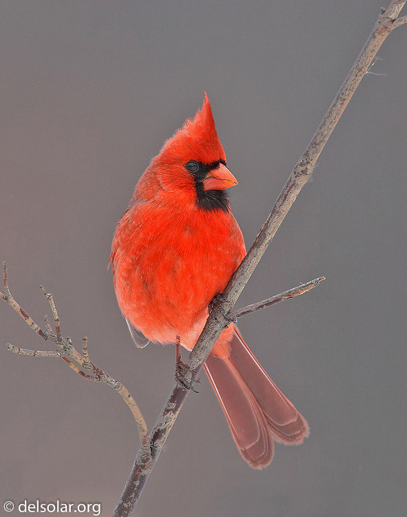 cardinal1