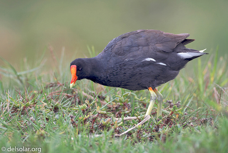 commonmoorhen1