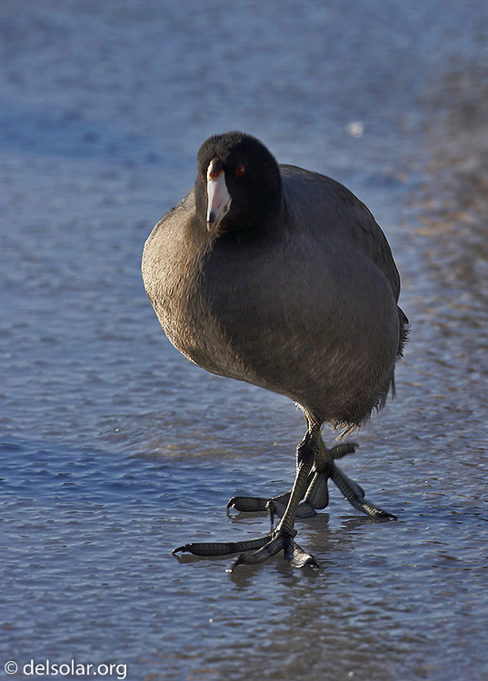 coot02