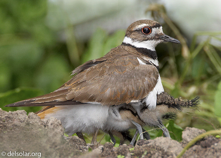 killdeer11