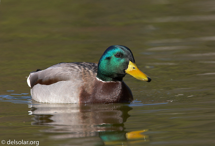 mallard05