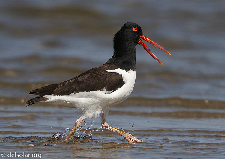 oystercatcher15