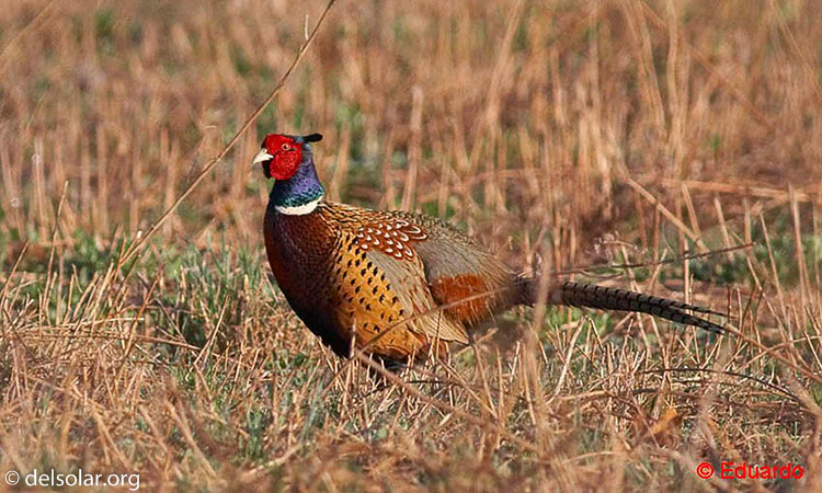 pheasant1